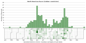 Phenology of North American Racer (Coluber constrictor)