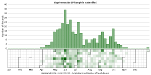 Phenology of Gophersnake (Pituophis catenifer)