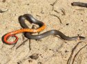 Ring-necked Snake (Diadophis punctatus)