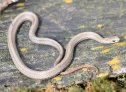 Red-bellied Snake (Storeria occipitomaculata)