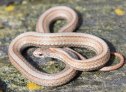 Red-bellied Snake (Storeria occipitomaculata)
