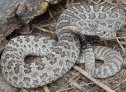 Prairie Rattlesnake (Crotalus viridis)