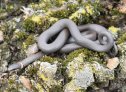 Ring-necked Snake (Diadophis punctatus)