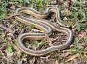 Common Gartersnake (Thamnophis sirtalis)