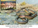 Common Gartersnake (Thamnophis sirtalis)