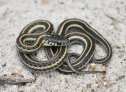 Plains Gartersnake (Thamnophis radix)