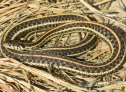 Plains Gartersnake (Thamnophis radix)