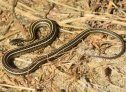 Plains Gartersnake (Thamnophis radix)