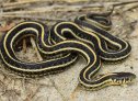 Plains Gartersnake (Thamnophis radix)