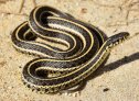 Plains Gartersnake (Thamnophis radix)