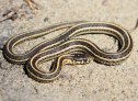 Plains Gartersnake (Thamnophis radix)