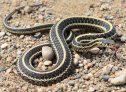 Plains Gartersnake (Thamnophis radix)