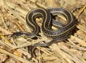 Plains Gartersnake (Thamnophis radix)