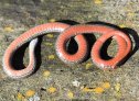 Red-bellied Snake (Storeria occipitomaculata)