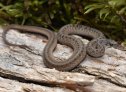 Dekay's Brownsnake (Storeria dekayi)