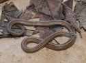 Red-bellied Snake (Storeria occipitomaculata)