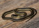 Plains Gartersnake (Thamnophis radix)