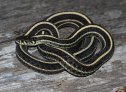 Plains Gartersnake (Thamnophis radix)