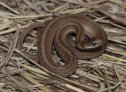 Dekay's Brownsnake (Storeria dekayi)