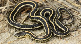 Plains Gartersnake (Thamnophis radix)