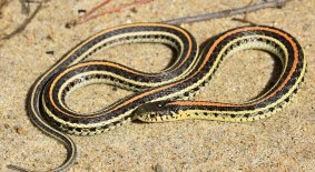 Plains Gartersnake (Thamnophis radix)