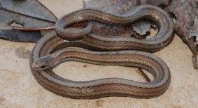 Red-bellied Snake (Storeria occipitomaculata)