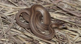 Dekay's Brownsnake (Storeria dekayi)