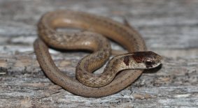 Dekay's Brownsnake (Storeria dekayi)